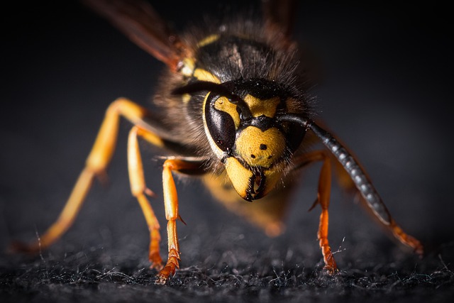 دانلود رایگان عکس حشره خطر نیش زنبور حشره برای ویرایش با ویرایشگر تصویر آنلاین رایگان GIMP