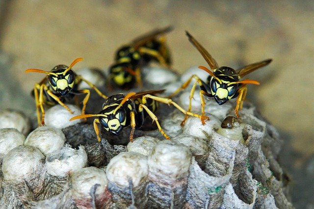 Free download Insect Wasp Field -  free photo or picture to be edited with GIMP online image editor