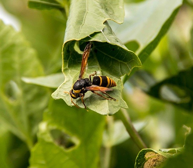 Muat turun percuma Serangga Wasp Large Mud-Nest - foto atau gambar percuma untuk diedit dengan editor imej dalam talian GIMP