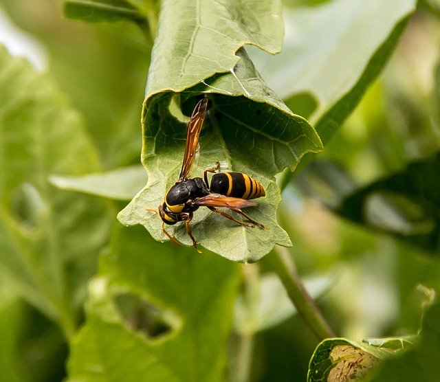 Free download Insect Wasp Large Mud-Nest -  free photo or picture to be edited with GIMP online image editor