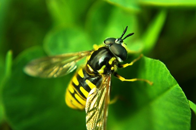 Download gratuito Insect Wasp Macro - foto o immagine gratuita da modificare con l'editor di immagini online GIMP