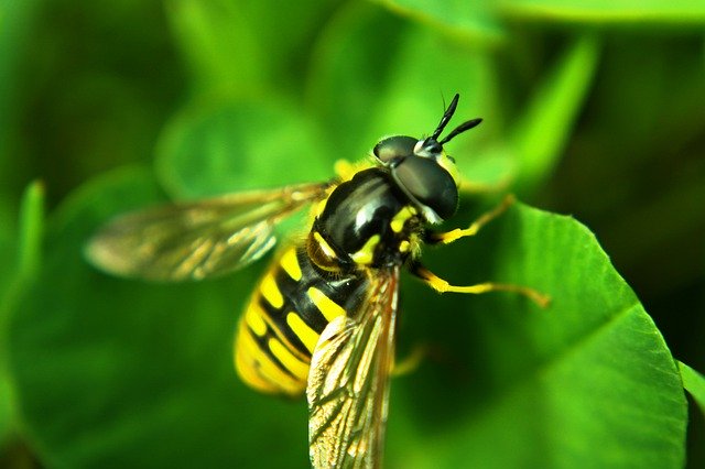 Insect Wasp Macro'yu ücretsiz indirin - GIMP çevrimiçi resim düzenleyici ile düzenlenecek ücretsiz fotoğraf veya resim