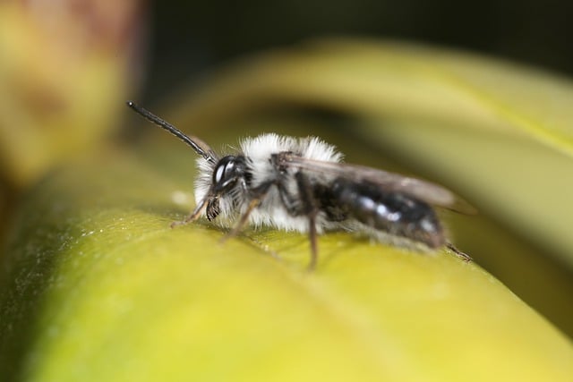 Free download insect wild bee sand bee spring free picture to be edited with GIMP free online image editor