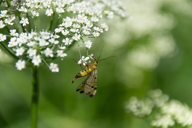 Free download insect wildlife nature butterfly free picture to be edited with GIMP free online image editor