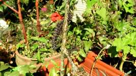 Free download Insect Worm Garden -  free video to be edited with OpenShot online video editor