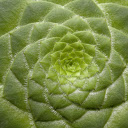 Instant flower  screen for extension Chrome web store in OffiDocs Chromium
