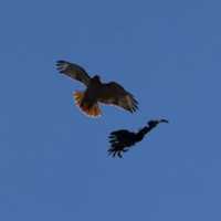 Free download Instincts HWBL 01 021 free photo or picture to be edited with GIMP online image editor