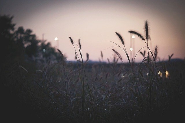 Скачать бесплатно In The Evening Autumn Sky - бесплатную фотографию или картинку для редактирования с помощью онлайн-редактора GIMP