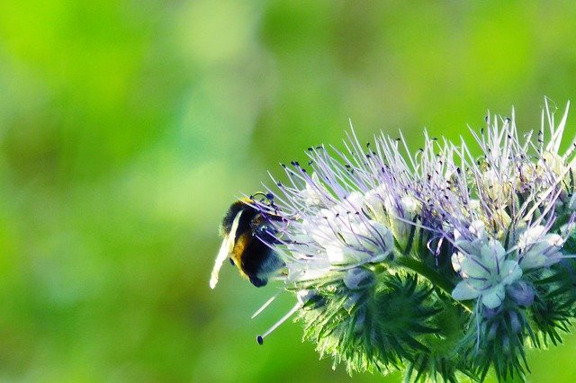 Free download In The Flower Of Field Nature -  free photo or picture to be edited with GIMP online image editor