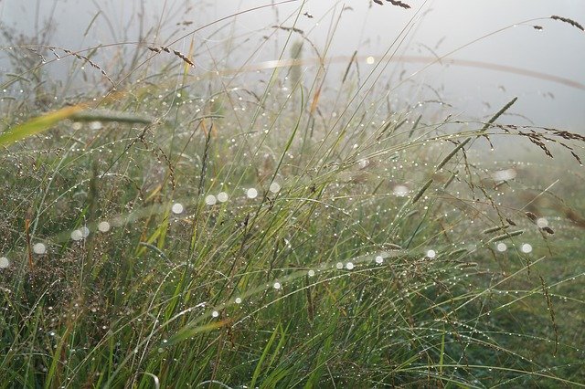 In The Morning Nature'da ücretsiz indirme - GIMP çevrimiçi resim düzenleyici ile düzenlenecek ücretsiz fotoğraf veya resim