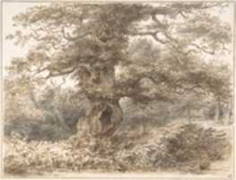 Free download In the Park at Packington free photo or picture to be edited with GIMP online image editor