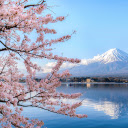 Introduction to the Cherry Blossom and Mount Fuji Theme  screen for extension Chrome web store in OffiDocs Chromium