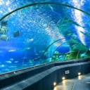 Introduction to the Nha Trang Institute of Oceanography  screen for extension Chrome web store in OffiDocs Chromium