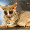 Introduction to the Theme: Galago Senegalensis  screen for extension Chrome web store in OffiDocs Chromium