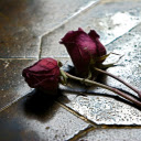 Introduction to the Withered Rose Falling on the Ground  screen for extension Chrome web store in OffiDocs Chromium