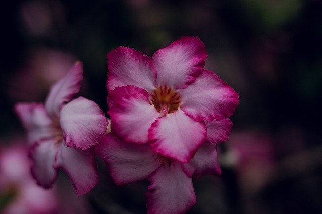 花の花を訪問するために招待された無料ダウンロード-GIMPオンライン画像エディタで編集される無料の写真または写真