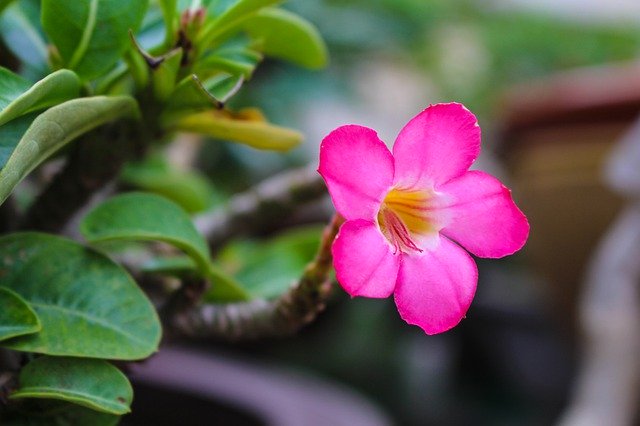 Скачать бесплатно Invited To Visit Flower Pink - бесплатное фото или изображение для редактирования с помощью онлайн-редактора изображений GIMP