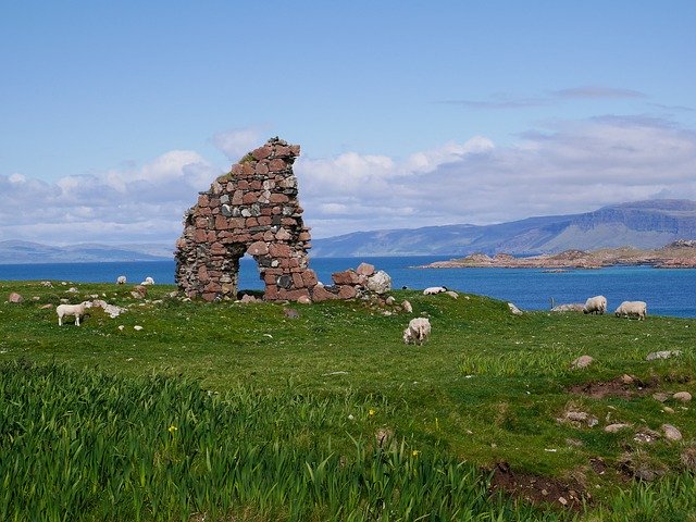 Free download Iona Scotland Sheep -  free photo or picture to be edited with GIMP online image editor