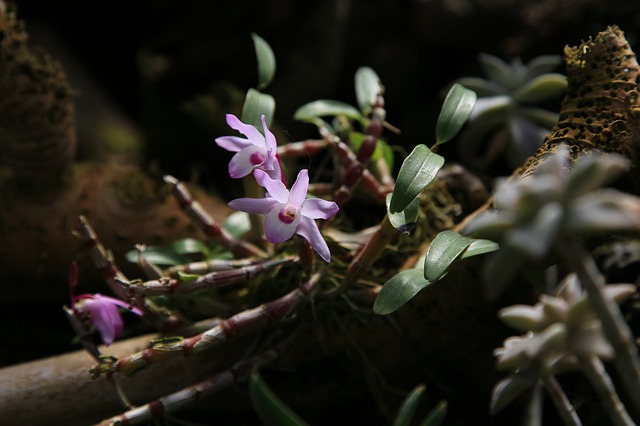 Free download i orchid flower nature plant free picture to be edited with GIMP free online image editor