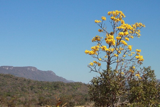 تنزيل Ipê Cerrado Brazil مجانًا - صورة مجانية أو صورة يتم تحريرها باستخدام محرر الصور عبر الإنترنت GIMP