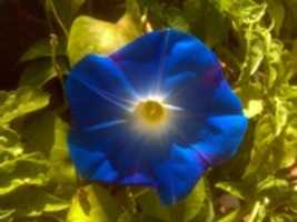 Free download Ipomoea Tricolor Heavenly Blue.Himmelblaue Prunkwinde.3264x2448 free photo or picture to be edited with GIMP online image editor