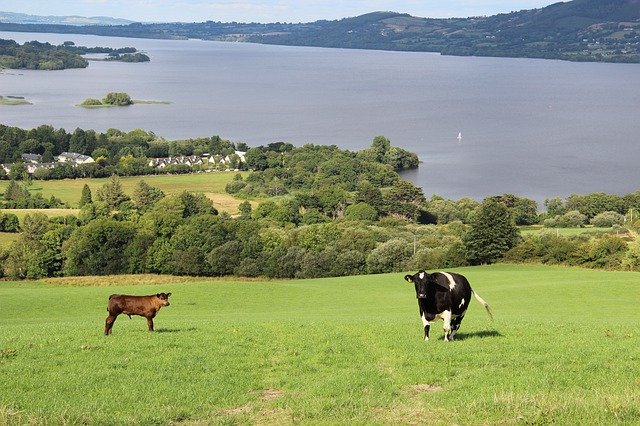 Free download Ireland Cows -  free photo or picture to be edited with GIMP online image editor