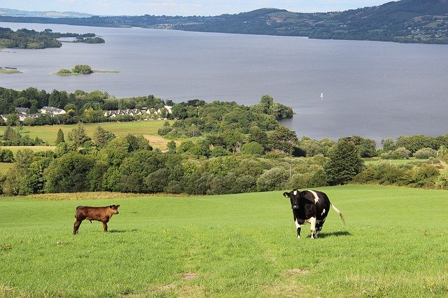 Bezpłatne pobieranie Ireland Cows - bezpłatne zdjęcie lub obraz do edycji za pomocą internetowego edytora obrazów GIMP