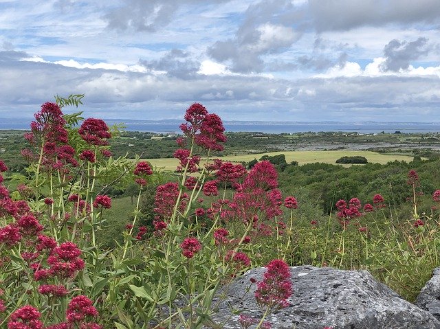 Free download Ireland Flower Landscape -  free photo or picture to be edited with GIMP online image editor