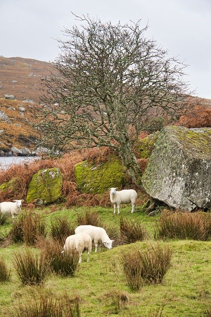 Baixe gratuitamente Ireland Sheep Landscape - foto ou imagem grátis para ser editada com o editor de imagens online GIMP