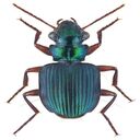 iridescent colored bug wallpaper  screen for extension Chrome web store in OffiDocs Chromium