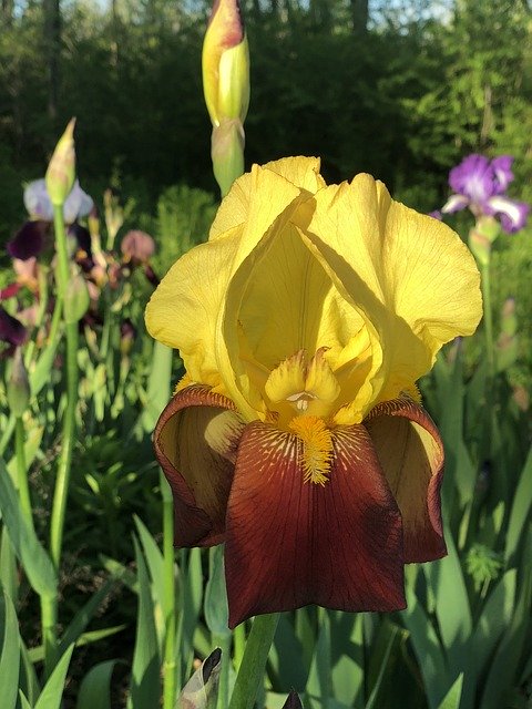 Free download Iris Bloom Spring -  free photo or picture to be edited with GIMP online image editor