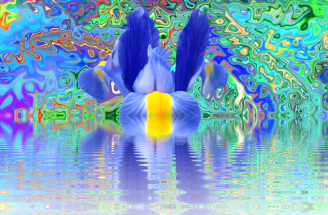 ດາວໂຫຼດຟຣີ Iris Blossom Bloom - ຮູບພາບ ຫຼືຮູບພາບທີ່ບໍ່ເສຍຄ່າເພື່ອແກ້ໄຂດ້ວຍຕົວແກ້ໄຂຮູບພາບອອນໄລນ໌ GIMP