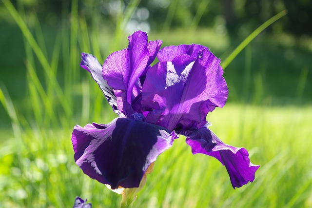 Free download iris blossom bloom dark purple free picture to be edited with GIMP free online image editor