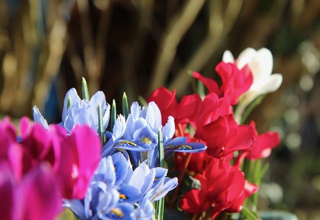 Free download Iris Blue Cyclamen -  free photo or picture to be edited with GIMP online image editor