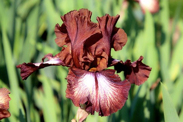 Free picture Iris Chocolate Color Refined -  to be edited by GIMP free image editor by OffiDocs