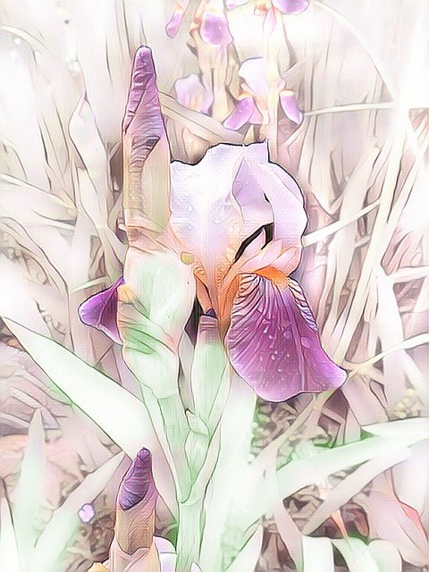 Free download Iris Digital Painting Flower -  free illustration to be edited with GIMP free online image editor