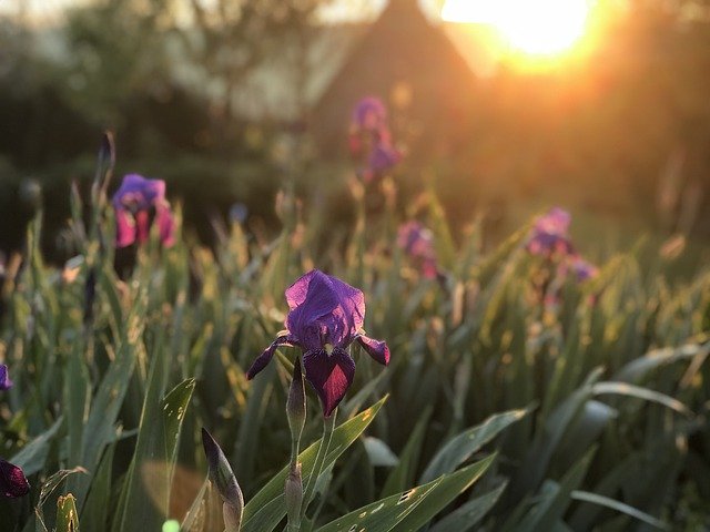 Template Photo Irises Morning Sun -  for OffiDocs