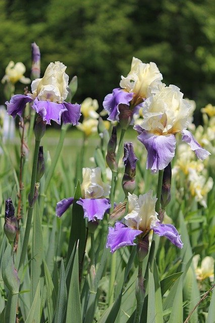 Download grátis Iris Flower - foto ou imagem gratuita para ser editada com o editor de imagens online GIMP