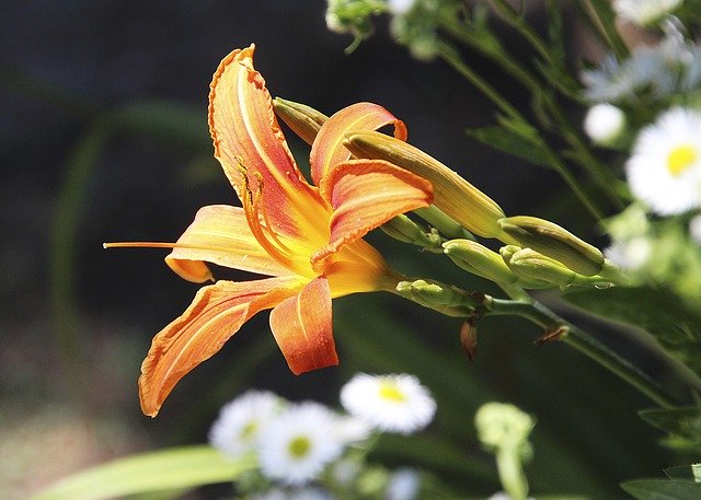 ดาวน์โหลดฟรี Iris Flower Blossom - ภาพถ่ายหรือรูปภาพฟรีที่จะแก้ไขด้วยโปรแกรมแก้ไขรูปภาพออนไลน์ GIMP