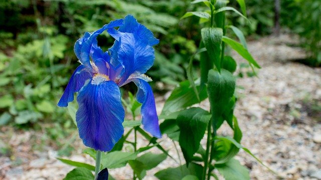 Descarga gratuita Iris Flower Blue - foto o imagen gratis y gratuita para editar con el editor de imágenes en línea GIMP