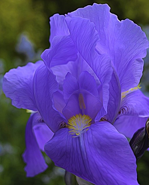 Free download Iris Flower Flowers -  free illustration to be edited with GIMP free online image editor