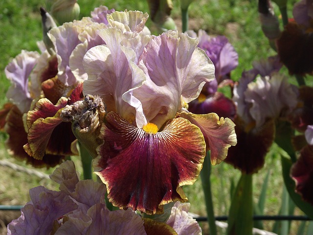 Free download iris flower garden bearded iris free picture to be edited with GIMP free online image editor