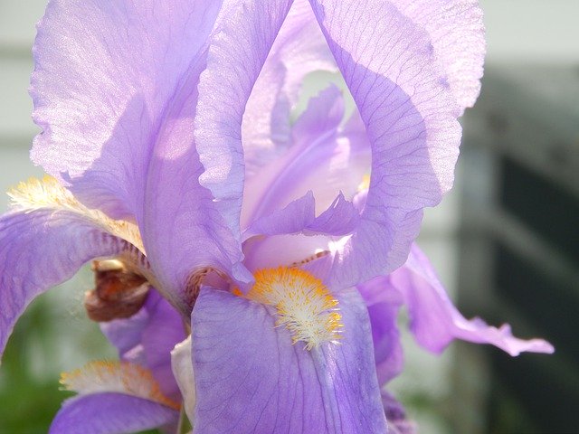 Free download Iris Flower Lavender -  free photo or picture to be edited with GIMP online image editor