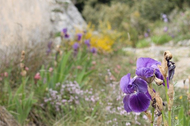 Free download Iris Flower Nature -  free photo or picture to be edited with GIMP online image editor