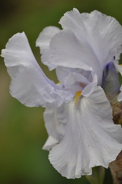 Free download Iris Flower Plant -  free photo or picture to be edited with GIMP online image editor