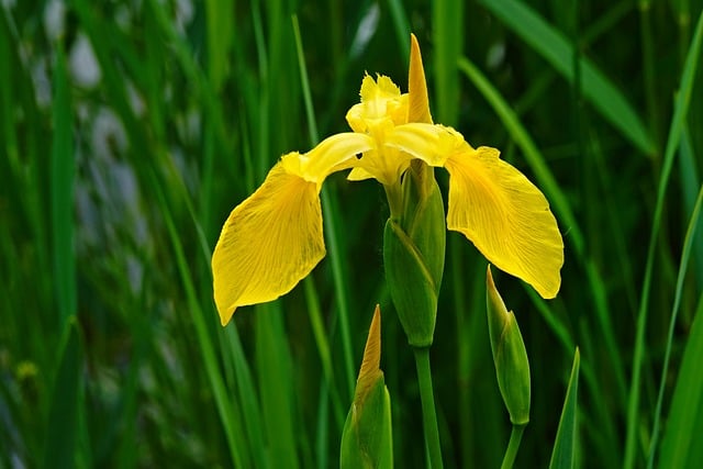 Free download iris flower plant flora yellow free picture to be edited with GIMP free online image editor