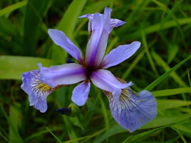 Muat turun percuma Iris Flower Purple - foto atau gambar percuma untuk diedit dengan editor imej dalam talian GIMP