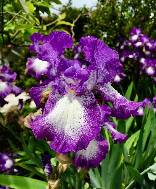 Free download Iris Flower Purple And -  free photo or picture to be edited with GIMP online image editor
