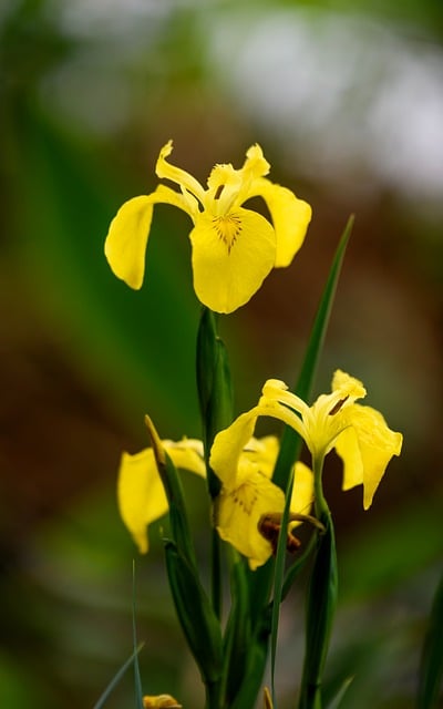Free download iris flowers petal yellow free picture to be edited with GIMP free online image editor