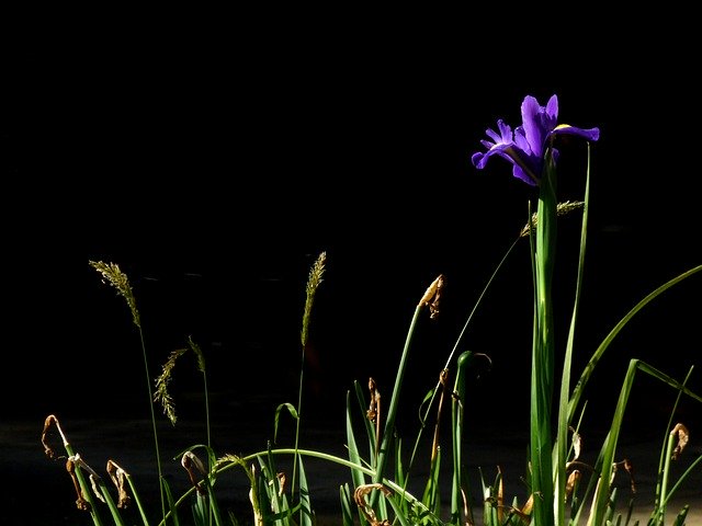 Descarga gratuita Iris Purple Black Background: foto o imagen gratuita para editar con el editor de imágenes en línea GIMP